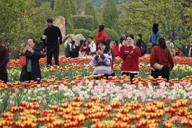 郁金香花海醉游人图片