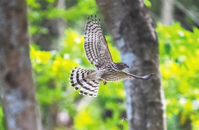 暖冬“追鸟”去！在海口美兰，邂逅灵动之美~