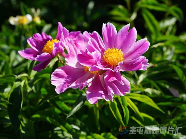 芍药花正开·相约开干齐｜奎屯市第五届芍药花文化旅游活动，邀你赴约！