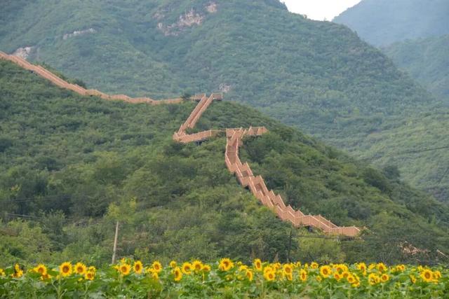 漫山遍野的金色浪漫！昌平溜石港层层梯田油葵花开