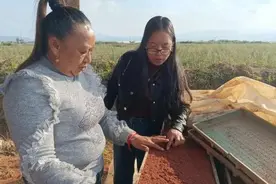 云岭巾帼 | 玉南儿：会种田变“慧”种田，巾帼新农人闯出新“稻”路图片