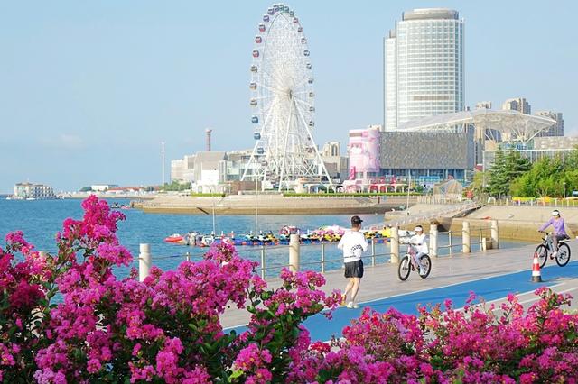 山东青岛盛夏繁花恣意绽放 海景相衬美不胜收