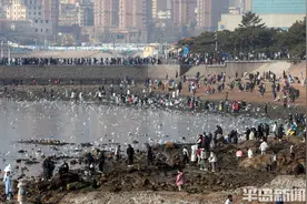 赏鸥、赶海，必不可少！图片