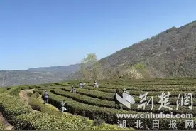 竹山上庸采茶节将于本周六盛大启幕，诚邀您共赴春日茶韵之约！图片