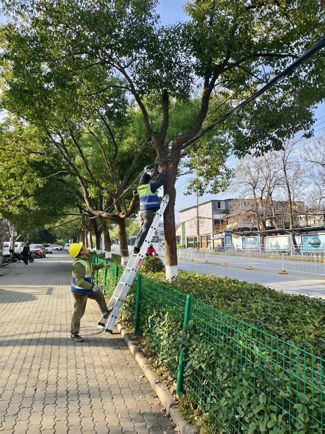 擦亮东湖赏梅“迎宾廊道”，东湖风景区护航冬日赏景之旅