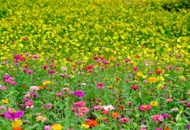 邂逅武汉植物园秋日浪漫 硫华菊灿若云霞 绣球粉面初现