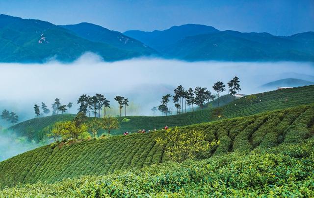 信阳浉河区：法治护航 毛尖飘香