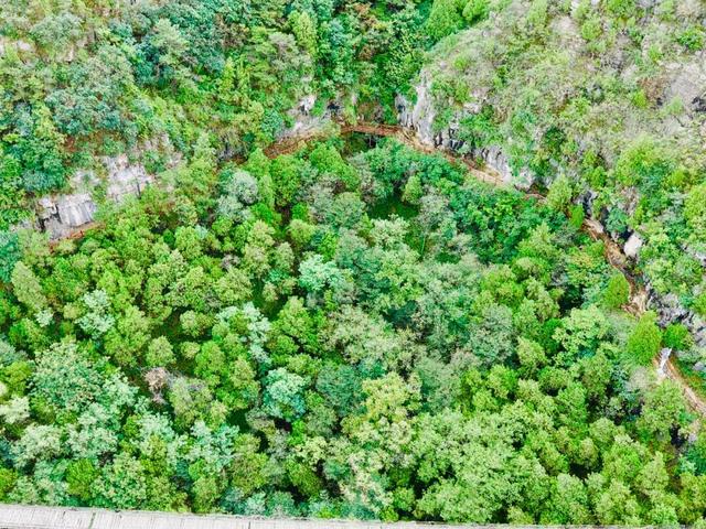 千年银杏引爆秋日灵泉山！两周迎客2万+