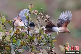 安徽祁门：深秋橡子熟，松鸦采集忙图片