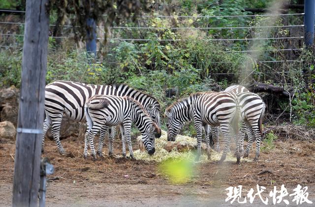 南京红山森林动物园南门新区正式开放，非洲区、唐家河展区全新亮相