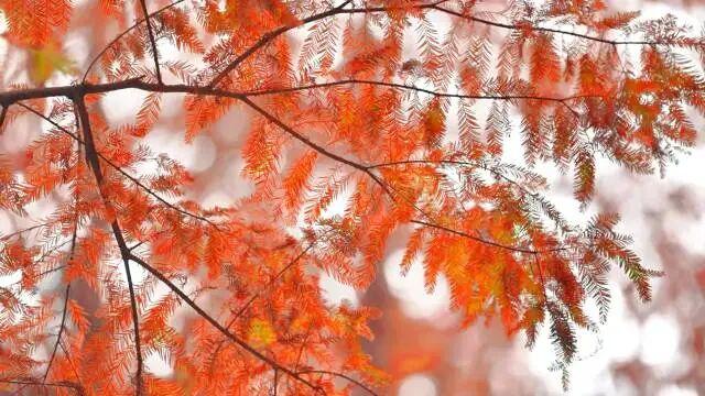 到肇庆，邂逅一场岭南绚彩之冬！