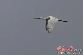 ​红树林迎“稀客” 白琵鹭首次现身陵水图片