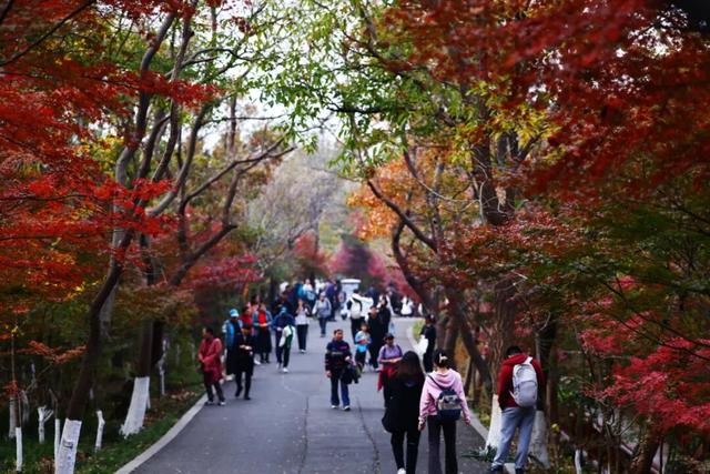 中大路 “红” 了！本周 C 位遛弯地预定！