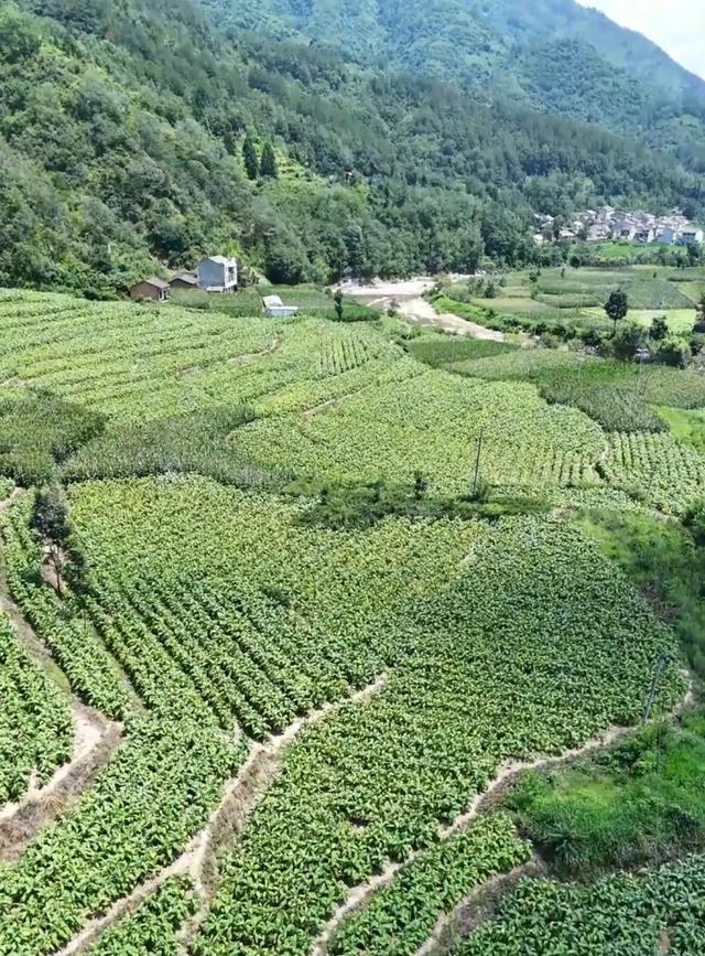 秦巴深处觅古镇|中原镇：红魂铸根基  沃土丰粮仓  产业兴乡村