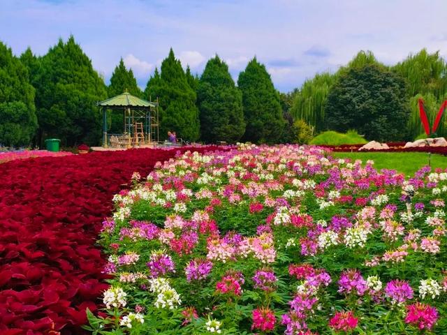10月1日正式启幕！石家庄市植物园将举办秋季花展
