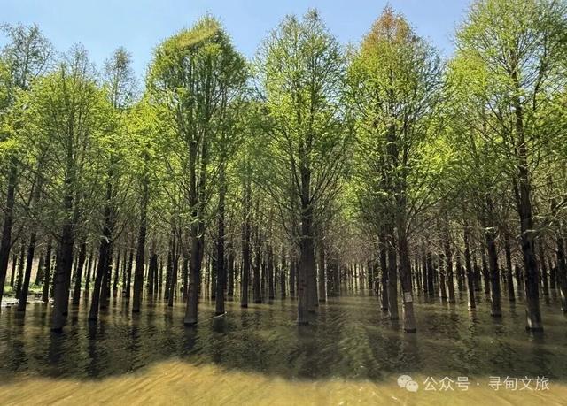 本地人力荐的半日宝藏打卡地！来寻甸自由“森”呼吸~