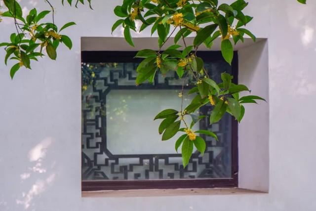 上海这个公园的桂花终于开了！还有10000+彩菊飘香→