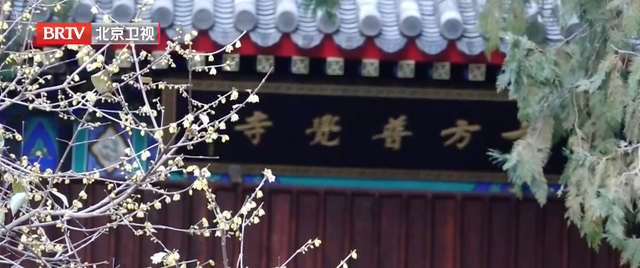 北京周五将迎初雪，踏雪寻梅去！