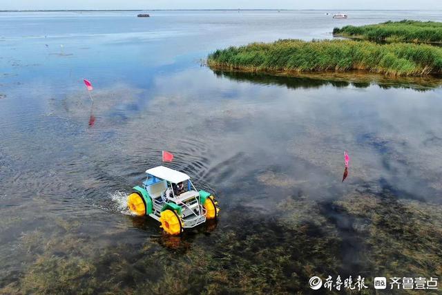 大河壮阔亮丽北疆|打卡乌梁素海：碧波芦苇间，邂逅生态之美