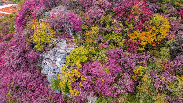 不只火红！巫山还藏着一处梦幻红叶谷