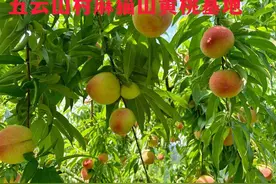 这个夏天别想“桃”：湖北团风淋山河镇五云山优质黄桃大量上市图片