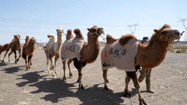 126天穿越数千公里，驼队已到河南！“洛阳不是终点”，队长蒋晓亮决定“加更”