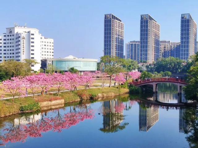 美到上央视！珠海超大花海，开好了！