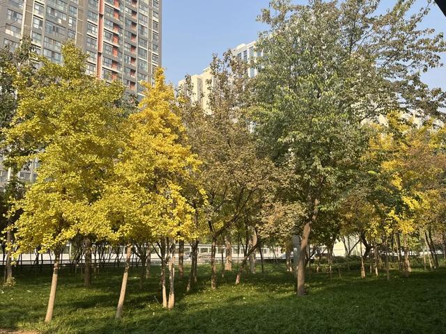 落叶缓扫点位公布!碑林这几片“落叶地毯”等你来打卡