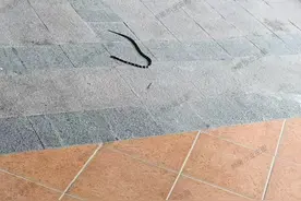 南沙居民小区内被毒蛇咬伤！医生：做到这几点可以保命图片