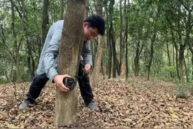 00后大学生包下山林守护豹猫图片