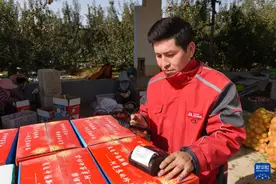 新疆阿克苏：苹果上市助增收图片