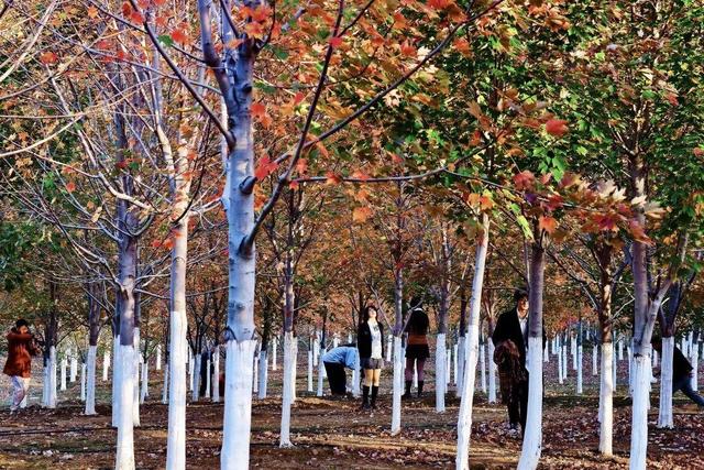 大武汉一日 | 银杏美翻了，就在武汉这里