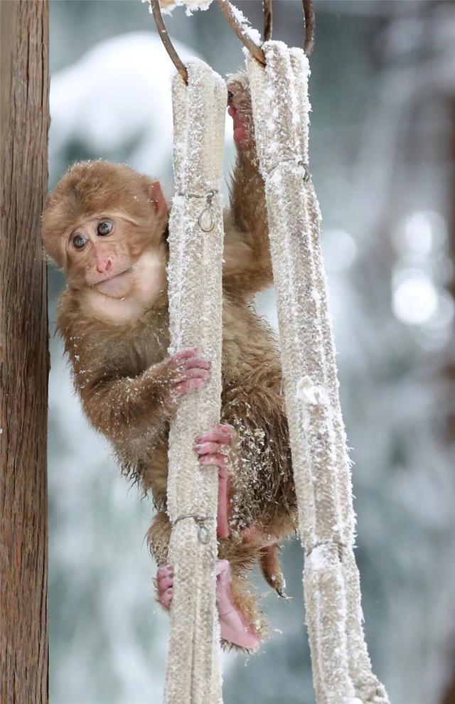 【超级福利】1小时直达成都“小瑞士”！冰雪徒步/雪地魔毯/音乐会/NPC巡游……