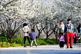 河南镇平：春意盎然 繁花似锦图片
