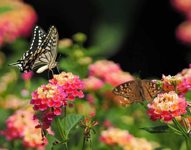 这封珠江公园的“绿色”家书中，藏着广州CBD的“四季画廊”｜信暖珠江④