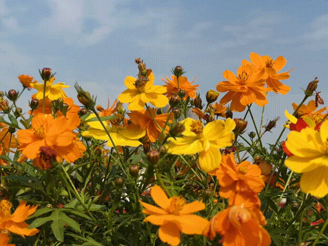 藏在宜丰城区的绝美花海，你打卡了吗？