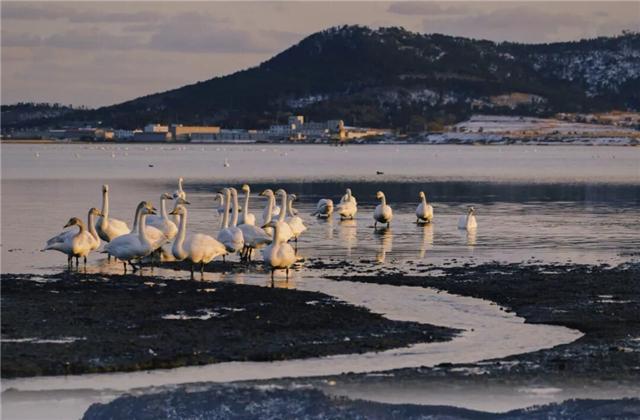 冬游威海 情满山海丨冬日喜讯！荣成公交赏天鹅专线开通啦！