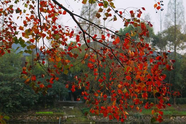 晚潮｜风吹乌桕