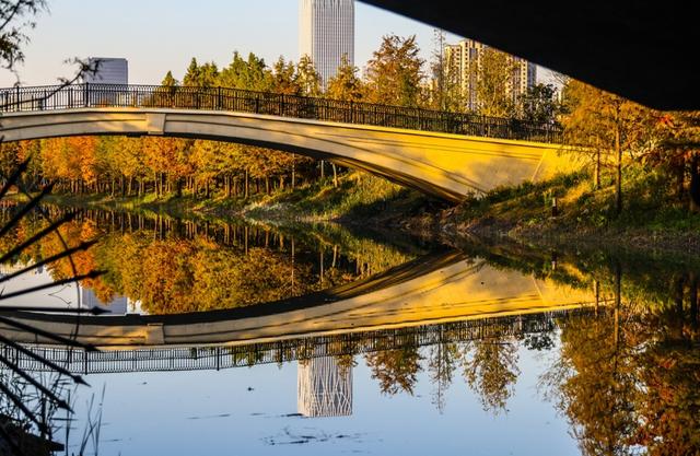 新晋秋日“顶流”美图来袭！魔都阿勒泰未开先火，落羽杉迎来最绚烂时刻