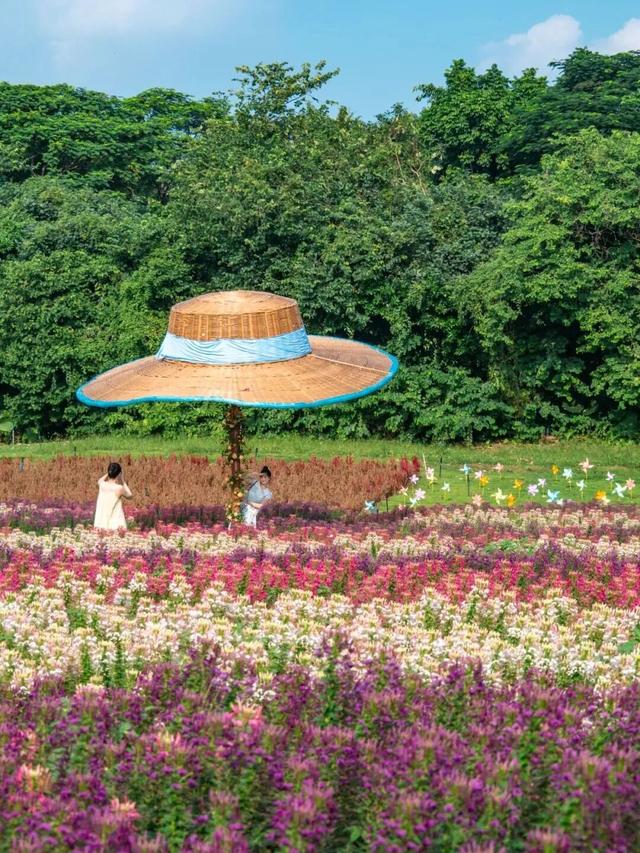 地铁直达！广州20000㎡醉蝶花海，美得好不真实！