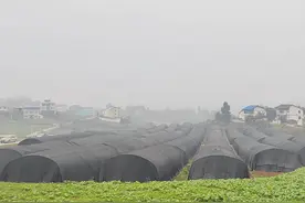 广安：用村集体经济组织收益分配权作抵押，他们从银行贷款27万元发展农业图片