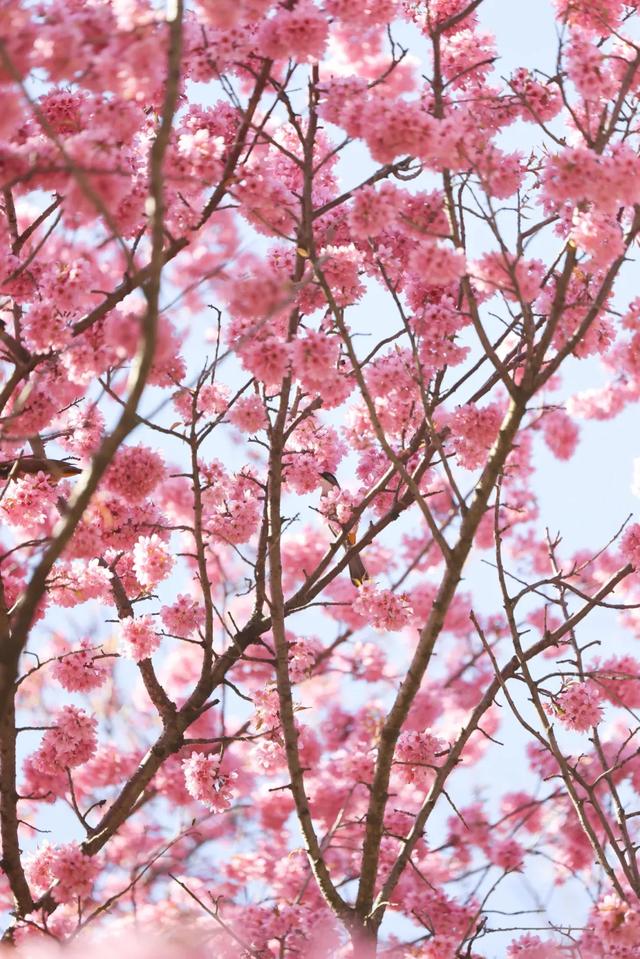 冬樱花、梅花、郁金香、虞美人......昆明最全赏花攻略请查收