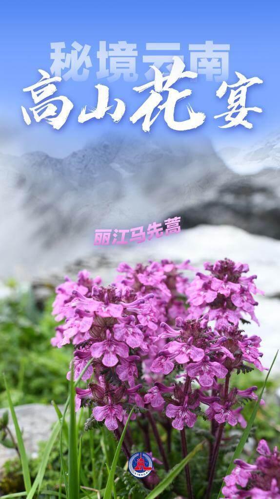 美丽中国丨秘境云南，高山花宴