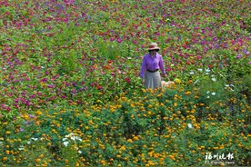 蓝花楹、紫花酢浆草、美丽月见草……五月福州公园赏花地图来啦图片
