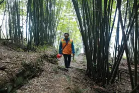 磨破百双鞋 守护一片绿——一名滇东北护林员的“生态答卷”图片