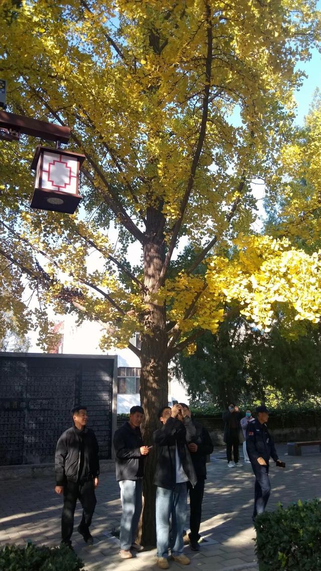 济宁冬季赏叶天花板，错过等一年的绝美景色