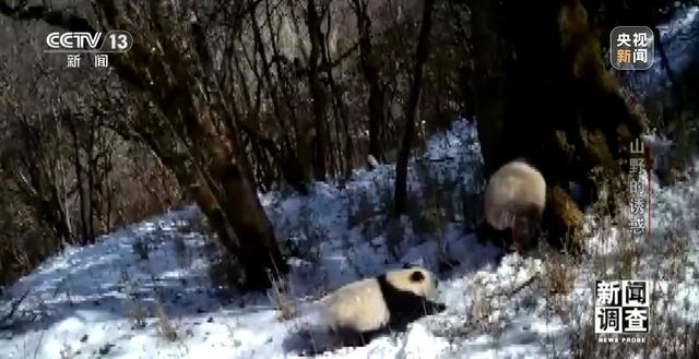 新闻调查丨户外探险事故频发 如何规范管理“越界”行为？