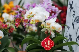 【网络中国节·春节】年货备了吗？年宵花低至25元/盆带回家！兰亭林叙年花展销开始啦~图片