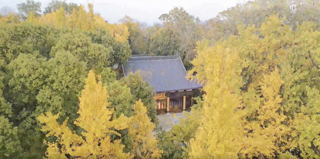 金黄染江南！浙江6大银杏秘境，藏着最温柔的初冬