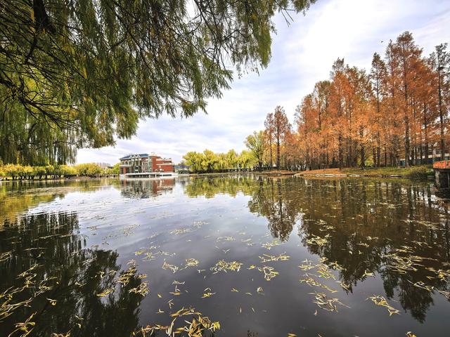 闯入秋日油画！紫玉公园红树林的天鹅舞会正在上演